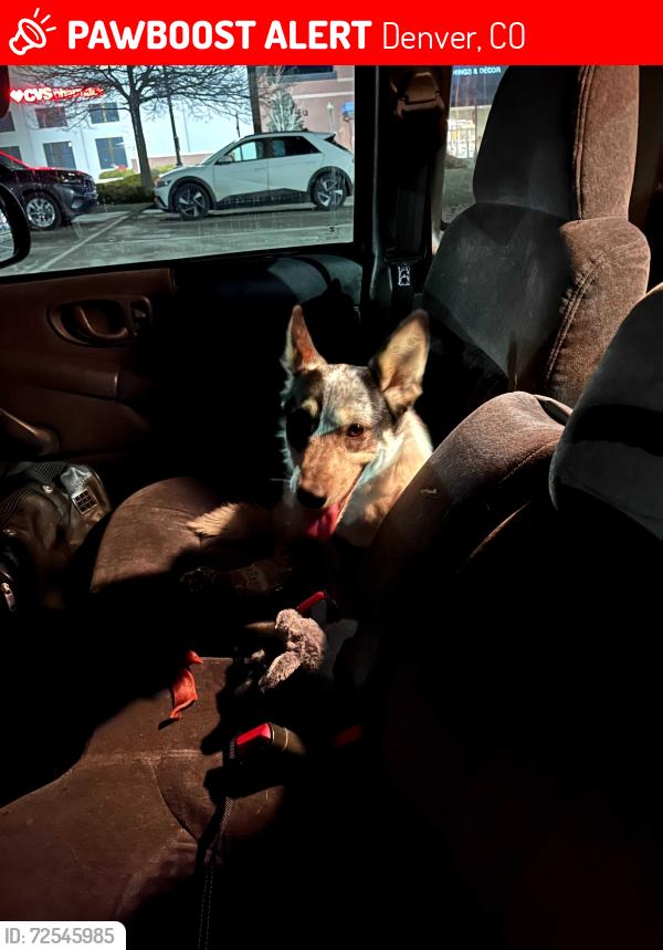 Lost Female Dog last seen Grandpa's Burger Haven, Denver, CO 80219