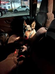 Lost Female Dog last seen Grandpa's Burger Haven, Denver, CO 80219