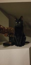 Lost Male Cat last seen Lake knoll, Riverside, CA 92503