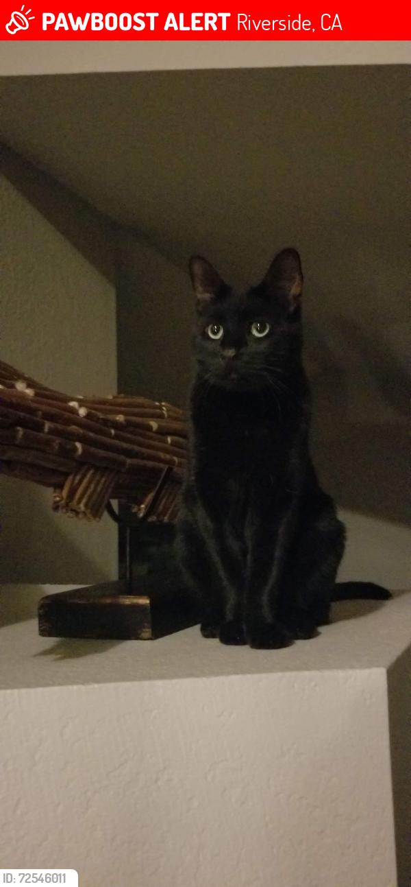 Lost Male Cat last seen Lake knoll, Riverside, CA 92503