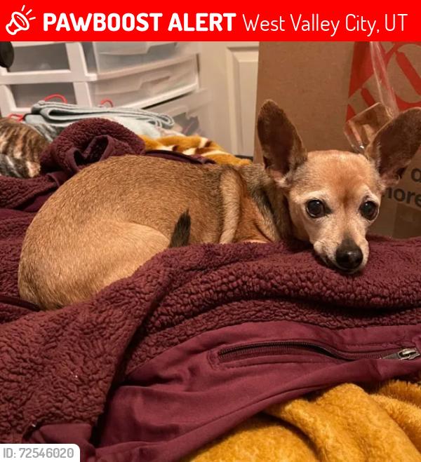 Lost Male Dog last seen Near s 5600 w, west valley city, utah, West Valley City, UT 84128