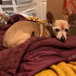 Lost Male Dog last seen Near s 5600 w, west valley city, utah, West Valley City, UT 84128