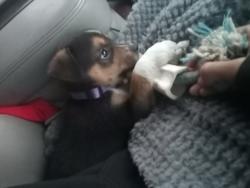 Lost Male Dog last seen Fairview Mo , Fairview, MO 64842