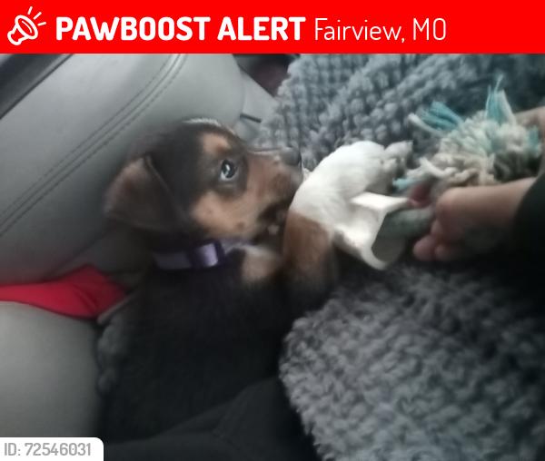 Lost Male Dog last seen Fairview Mo , Fairview, MO 64842