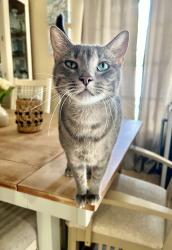 Lost Male Cat last seen Hannah Rd and Debuel Rd, Lutz, FL 33549