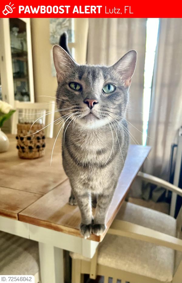 Lost Male Cat last seen Hannah Rd and Debuel Rd, Lutz, FL 33549
