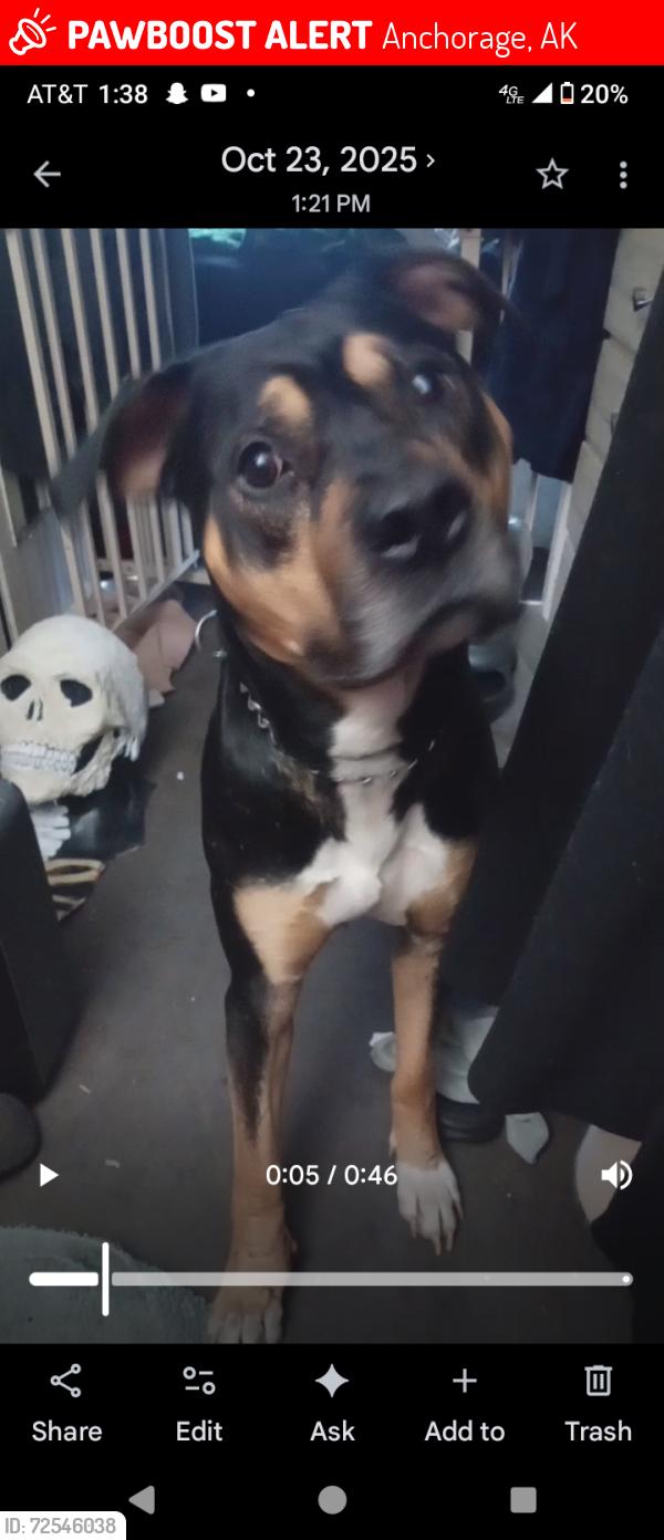 Lost Male Dog last seen Wyoming and 36th, Anchorage, AK 99517