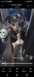 Lost Male Dog last seen Wyoming and 36th, Anchorage, AK 99517