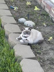Lost Male Cat last seen Harrison, Pomona, CA 91767