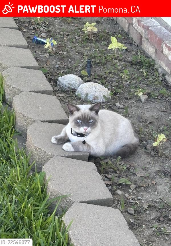 Lost Male Cat last seen Harrison, Pomona, CA 91767
