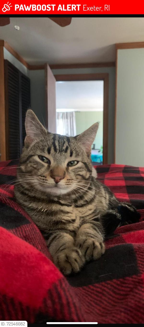 Lost Male Cat last seen near pizza, Exeter, RI 02822