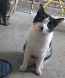Lost Male Cat last seen Se division se Ceasar e Chavez , Portland, OR 97214