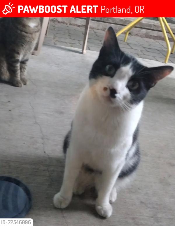 Lost Male Cat last seen Se division se Ceasar e Chavez , Portland, OR 97214