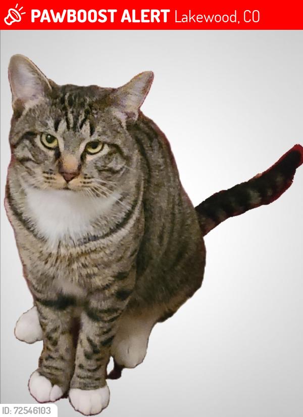 Lost Male Cat last seen Colfax & Garrison, Lakewood, CO 80215