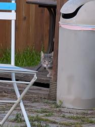 Found/Stray Unknown Cat last seen Elk Grove Florin and 2nd Ave, Elk Grove , Elk Grove, CA 95624