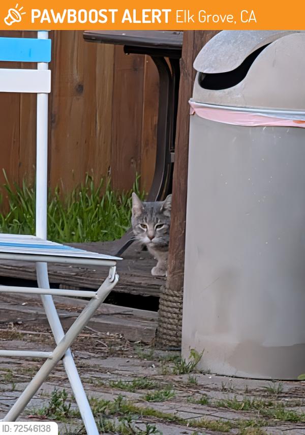 Found/Stray Unknown Cat last seen Elk Grove Florin and 2nd Ave, Elk Grove , Elk Grove, CA 95624
