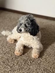 Lost Male Dog last seen SW 44th and County Line, Oklahoma City, OK 73179