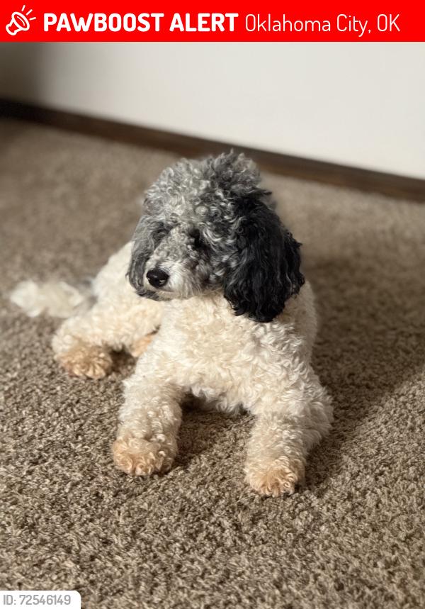 Lost Male Dog last seen SW 44th and County Line, Oklahoma City, OK 73179