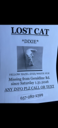 Lost Female Cat last seen Near Garden Drive , GARDEN GROVE CA 92840, Garden Grove, CA 92840