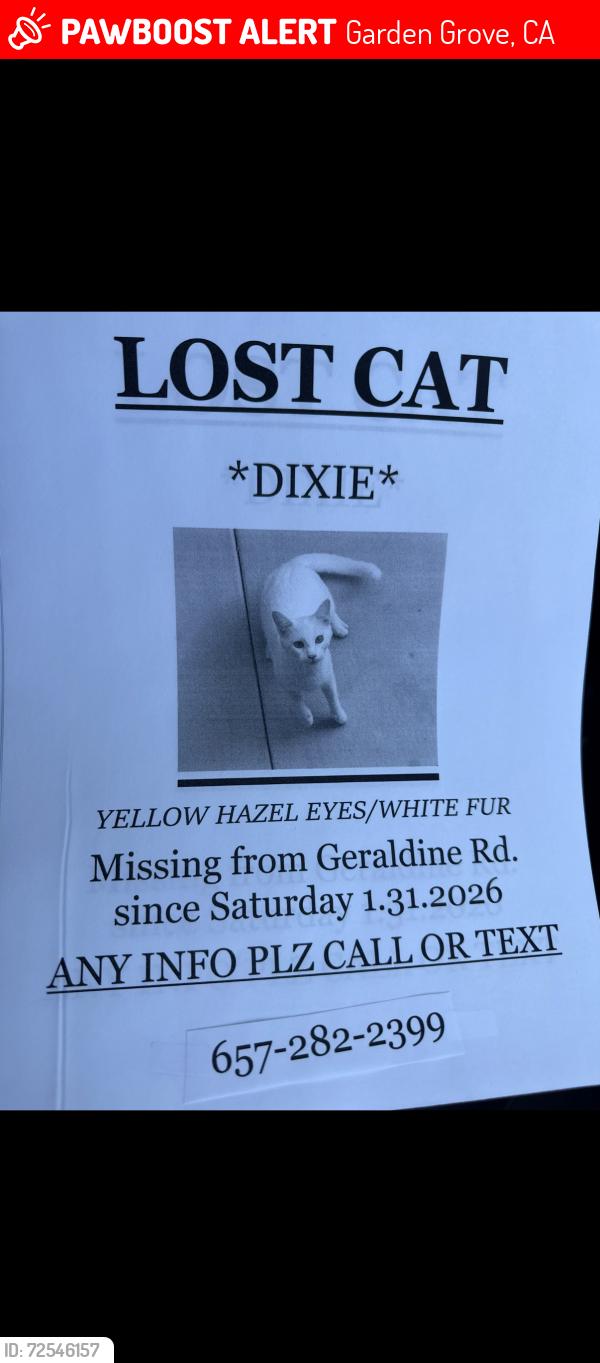 Lost Female Cat last seen Near Garden Drive , GARDEN GROVE CA 92840, Garden Grove, CA 92840