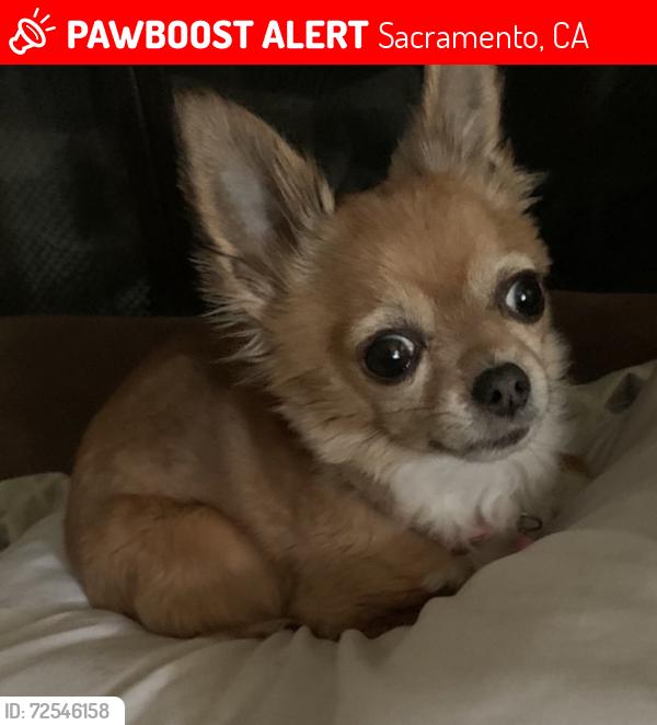 Lost Female Dog last seen Northgate and San Juan , Sacramento, CA 95833