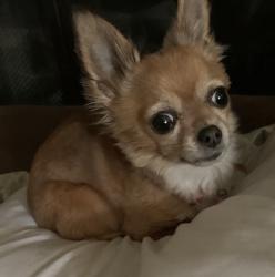Lost Female Dog last seen Northgate and San Juan , Sacramento, CA 95833