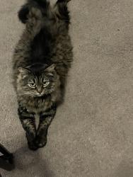 Reunited Female Cat last seen Belmont Ave Long Beach ca, Long Beach, CA 90804