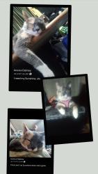 Lost Female Cat last seen W. Washington Ave and 3rd St, Owensville, MO 65066