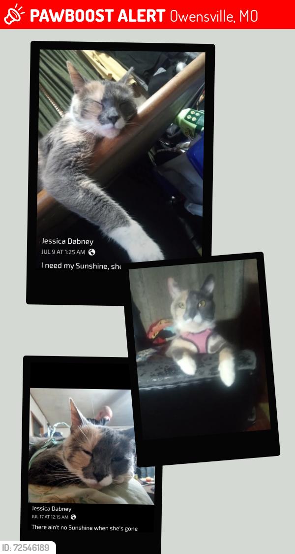 Lost Female Cat last seen W. Washington Ave and 3rd St, Owensville, MO 65066