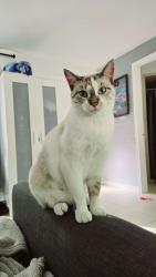 Lost Female Cat last seen FM 646 and Pine Oak Dr., Dickinson, TX 77539