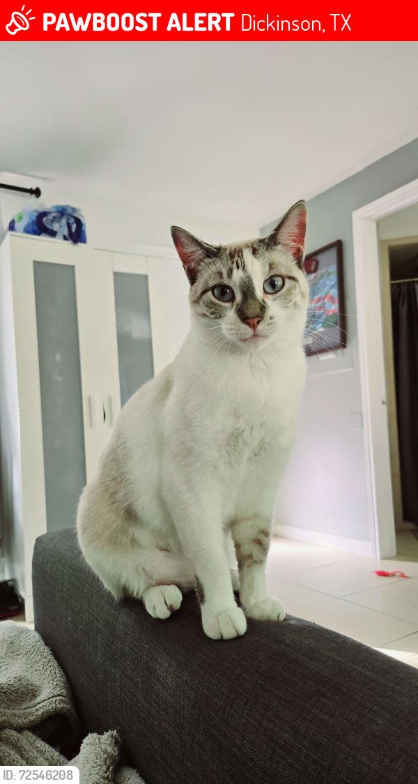 Lost Female Cat last seen FM 646 and Pine Oak Dr., Dickinson, TX 77539
