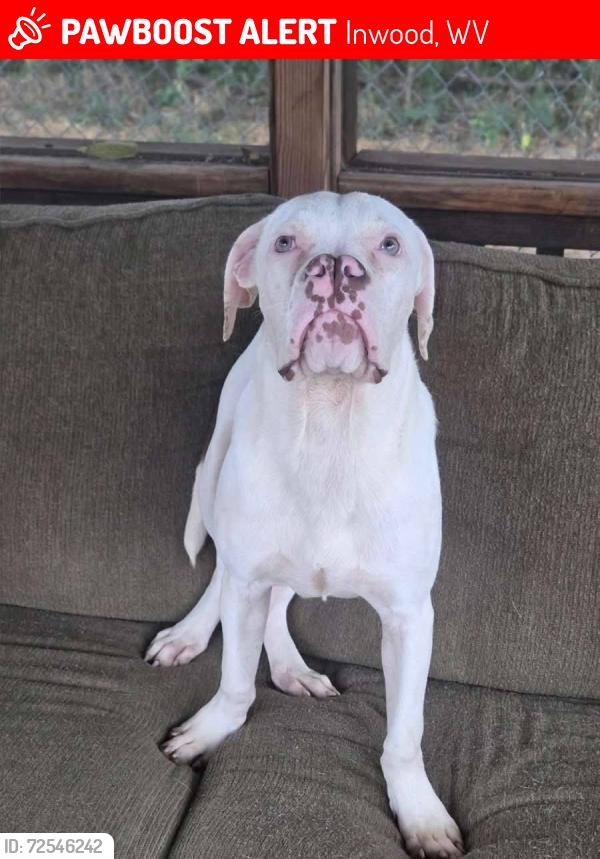 Lost Female Dog last seen Between the Arby’s and Vape shop Inwood, Inwood, WV 25428