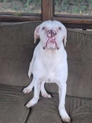 Lost Female Dog last seen Between the Arby’s and Vape shop Inwood, Inwood, WV 25428