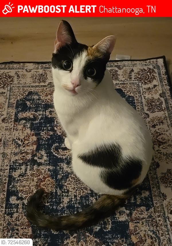 Lost Female Cat last seen South Chickamauga Greenway near Sterchi Farms, Chattanooga, TN 37406