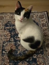 Lost Female Cat last seen South Chickamauga Greenway near Sterchi Farms, Chattanooga, TN 37406