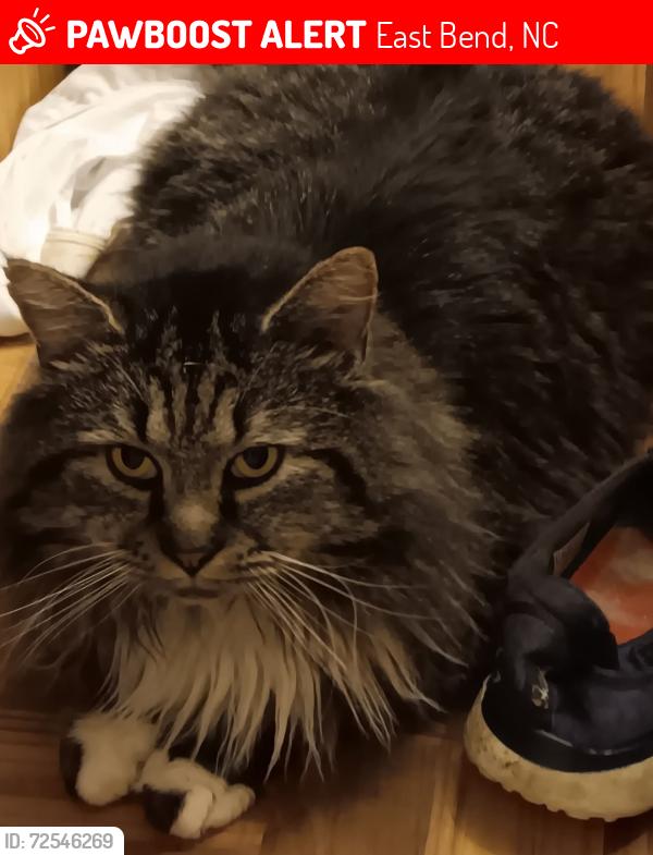 Lost Male Cat last seen Nebo Rd and Mill Hill  ((Forbush Road)), East Bend, NC 27018