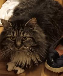 Lost Male Cat last seen Nebo Rd and Mill Hill  ((Forbush Road)), East Bend, NC 27018