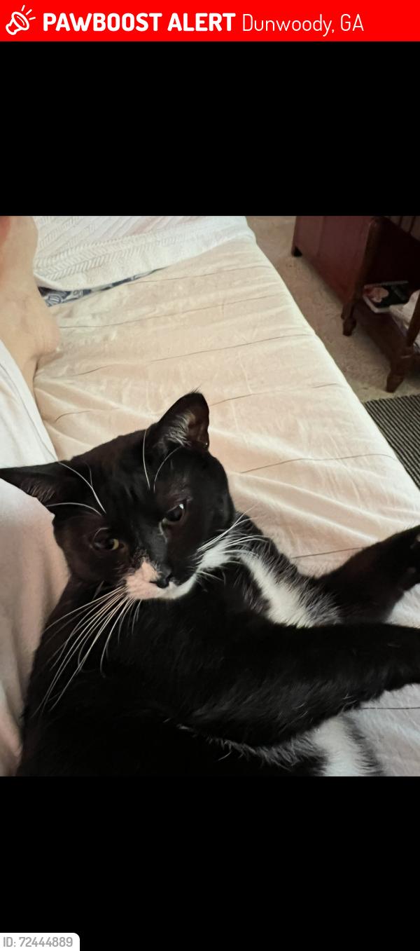 Lost Female Cat last seen Mt. Vernon Rd &Mt. Vernon Circle , Dunwoody, GA 30338