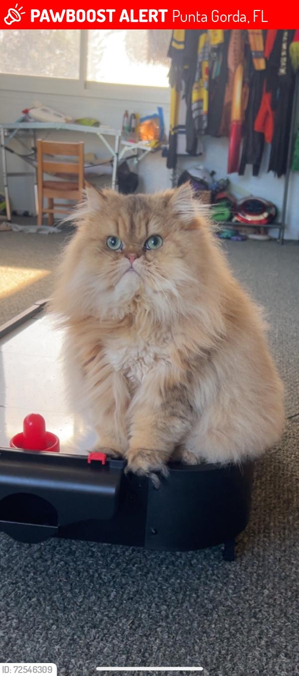 Lost Female Cat last seen Burnt store meadows on North Blue Sage , Punta Gorda, FL 33955