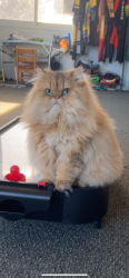 Lost Female Cat last seen Burnt store meadows on North Blue Sage , Punta Gorda, FL 33955