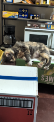 Lost Female Cat last seen Lee Blvd and hmstd Rd intersection, Lehigh Acres, FL 33936