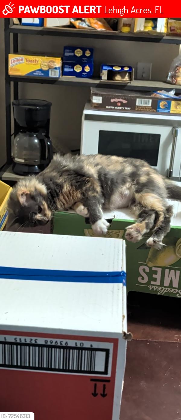 Lost Female Cat last seen Lee Blvd and hmstd Rd intersection, Lehigh Acres, FL 33936