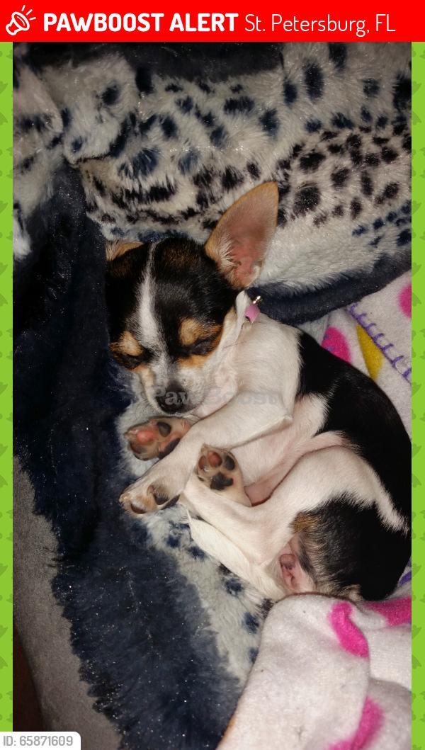 Lost Female Dog last seen 44th and central, St. Petersburg, FL 33711