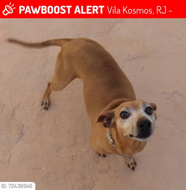 Lost Male Dog last seen Av. Brás de pina , Vila Kosmos, RJ 23076-460