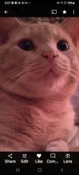 Lost Male Cat last seen Near Ridge Rd. Shepherdsville Kentucky United States 40165, Shepherdsville, KY 40165
