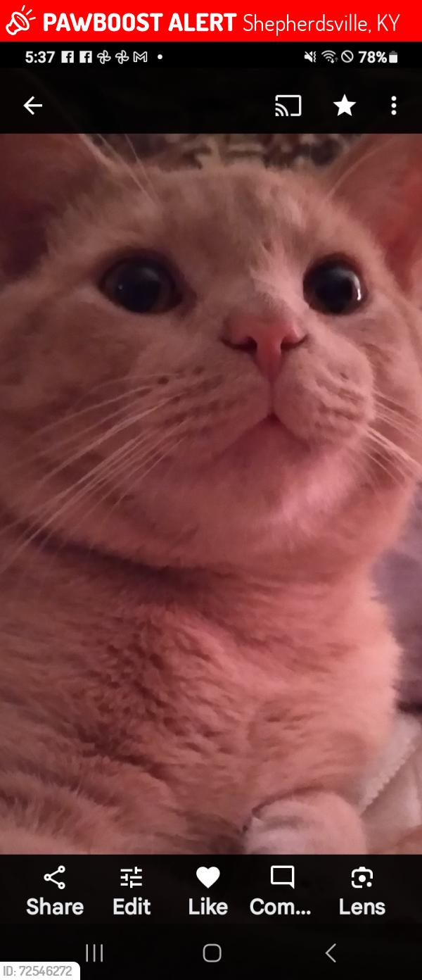 Lost Male Cat last seen Near Ridge Rd. Shepherdsville Kentucky United States 40165, Shepherdsville, KY 40165