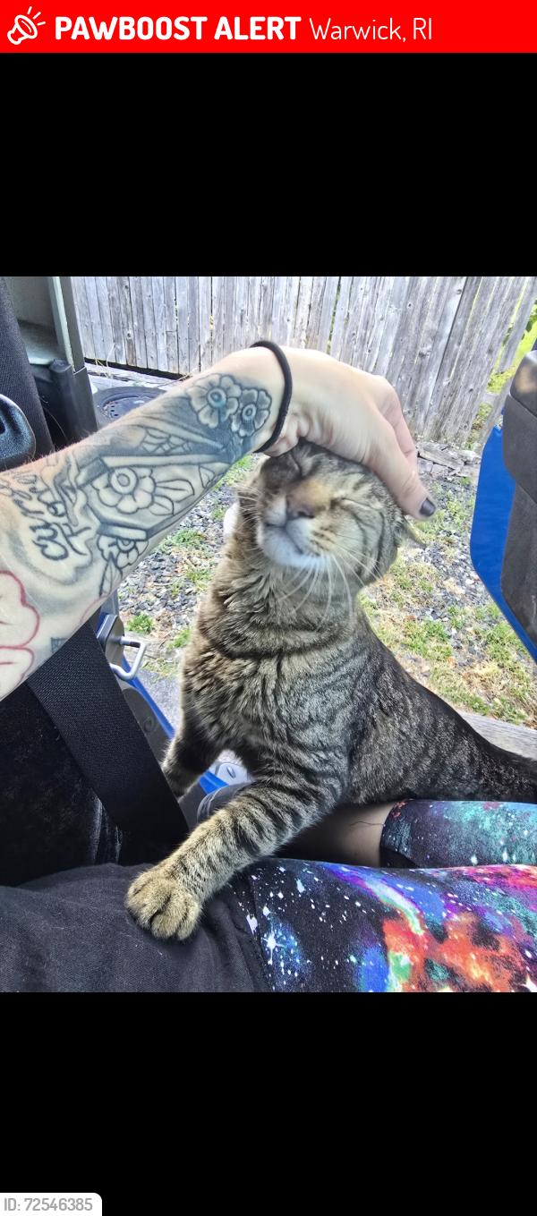 Lost Male Cat last seen Pawtuxet Ave, welfare ave, Warwick, RI 02888