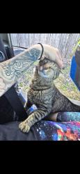 Lost Male Cat last seen Pawtuxet Ave, welfare ave, Warwick, RI 02888