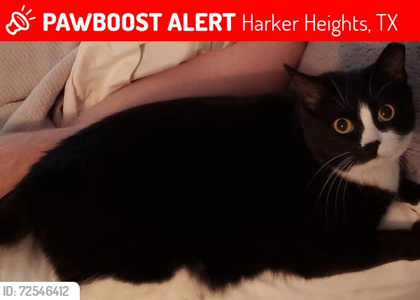 Lost Female Cat last seen Lemonwood St. , Harker Heights, TX 76548
