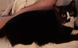 Lost Female Cat last seen Lemonwood St. , Harker Heights, TX 76548